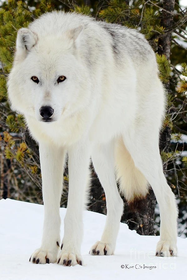 White Wolf Photograph by Kae Cheatham