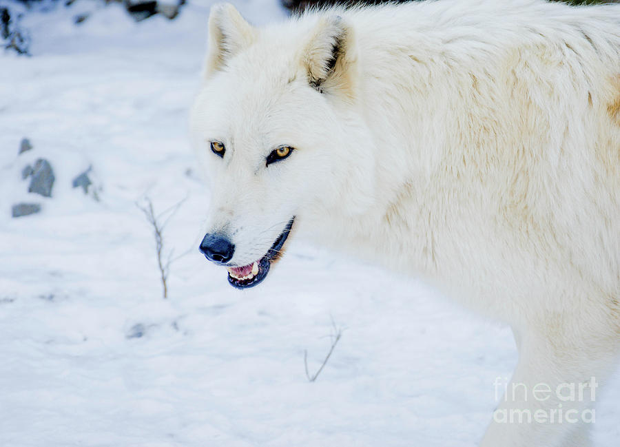 White Wolf On A Snowy Day  Photograph by Jennifer Craft
