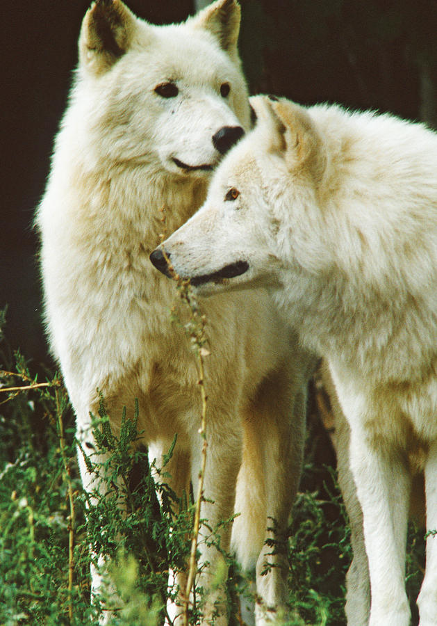 White Wolf pair Photograph by Steve Somerville