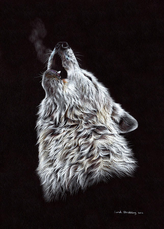 Wildlife Drawing - White Wolf Pencil Drawing by Sarah Stribbling