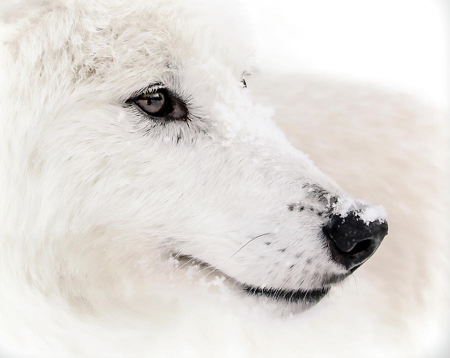 White Wolf Portrait Photograph by Athena Mckinzie