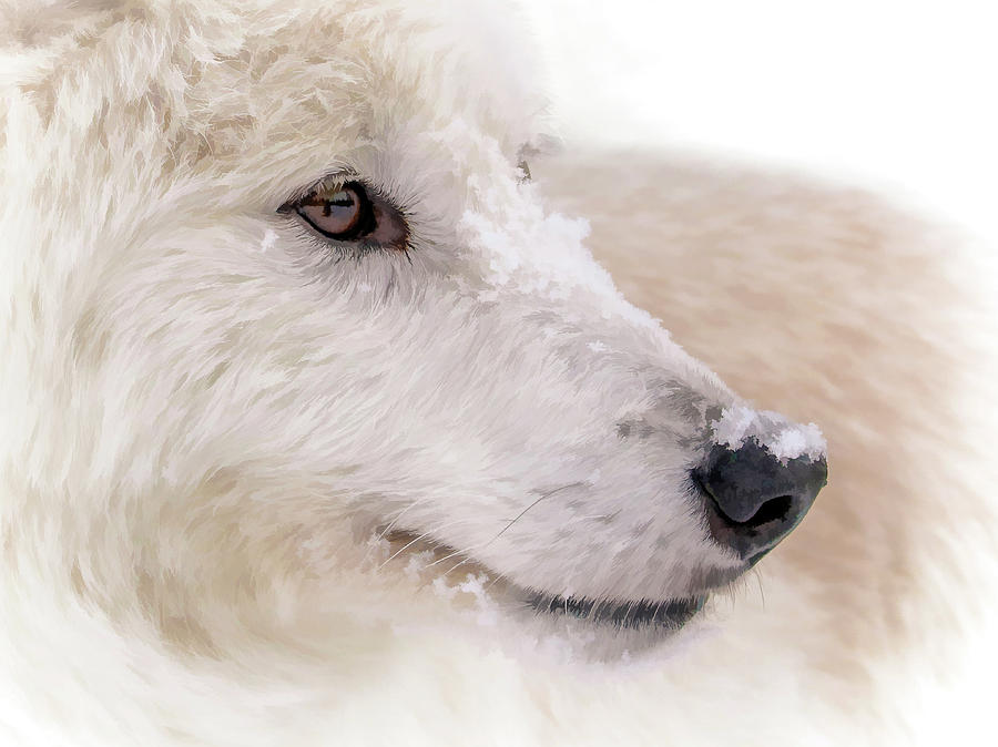 White Wolf Portrait II Photograph by Athena Mckinzie