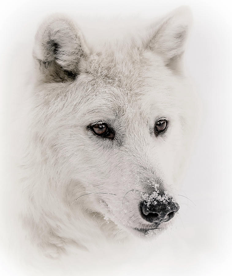 White Wolf Portrait V Photograph by Athena Mckinzie