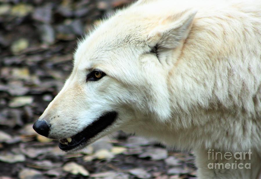 White Wolf Profile Photograph by Nick Gustafson