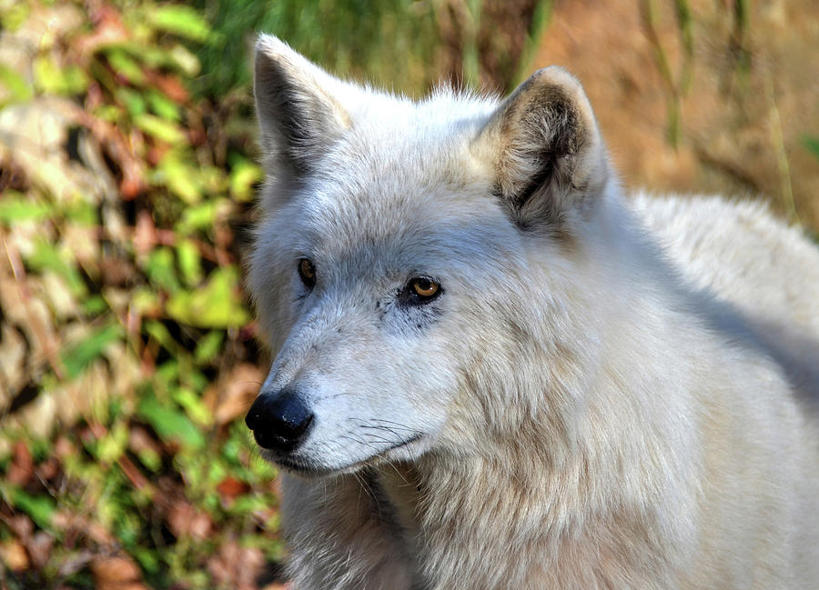 White wolf profile Photograph by Ronda Ryan