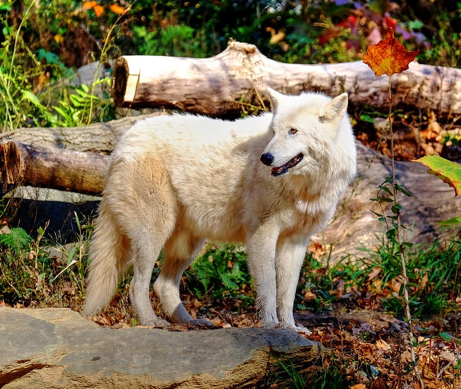 White wolf Photograph by Ronda Ryan