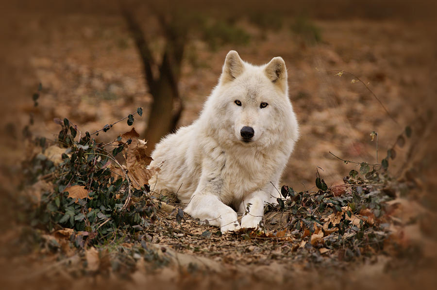 White Wolf Photograph by Sandy Keeton
