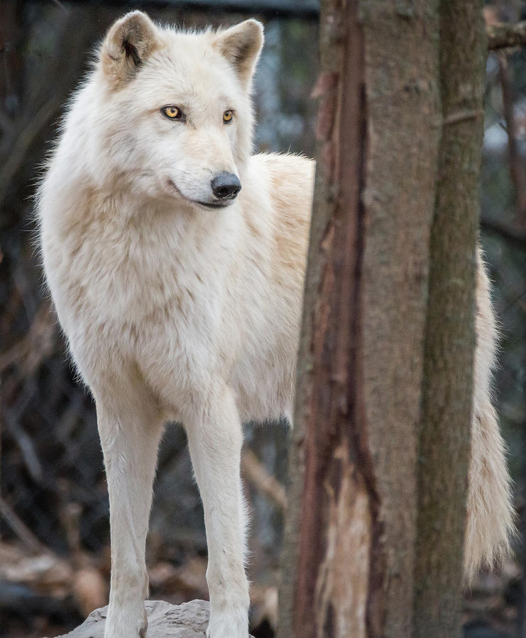 White wolf Photograph by Sandy Roe