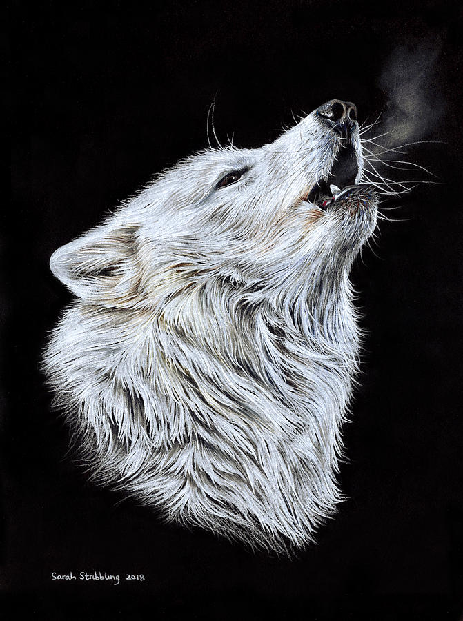White Wolf Painting By Sarah Stribbling