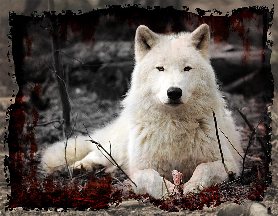 Wolves Digital Art - White Wolf Snacks by Luke Tyler