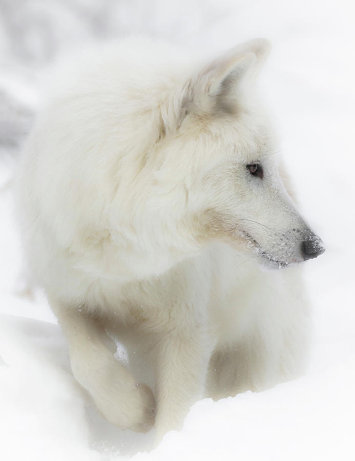 White Wolf Snow Bound Photograph by Athena Mckinzie