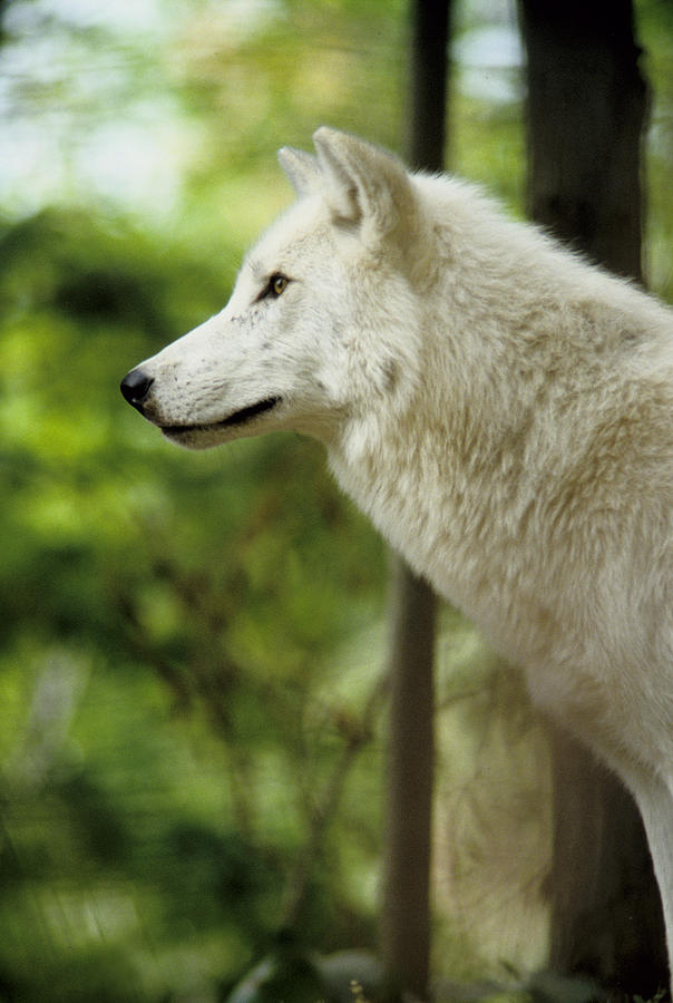 White Wolf Stare Photograph by Steve Somerville