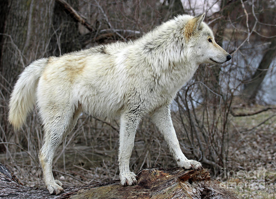 White Wolf Photograph by Steve Gass