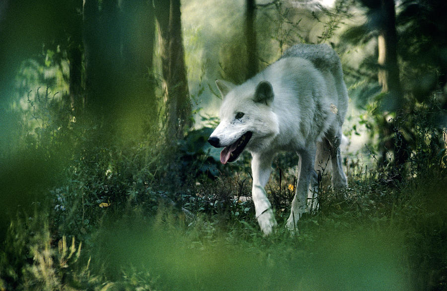 Wildlife Photograph - White Wolf Walking in Forest by Steve Somerville