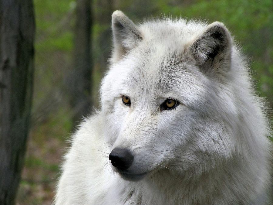 yellow eyed white wolf