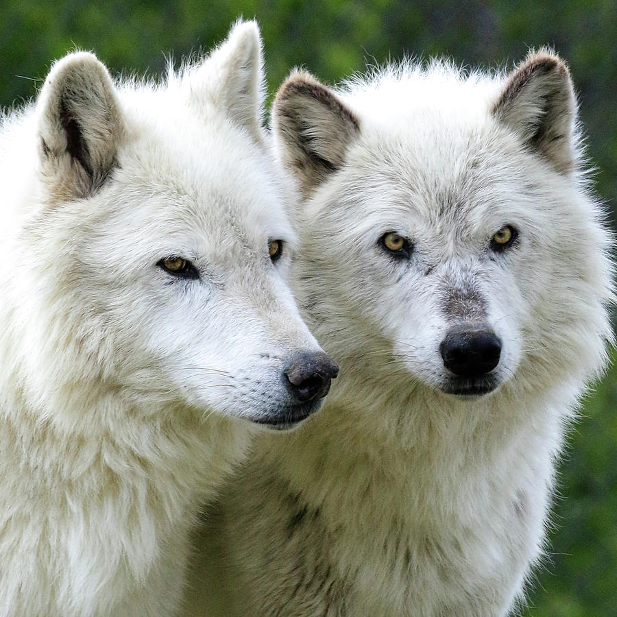 White Wolves Photograph by Steve McKinzie
