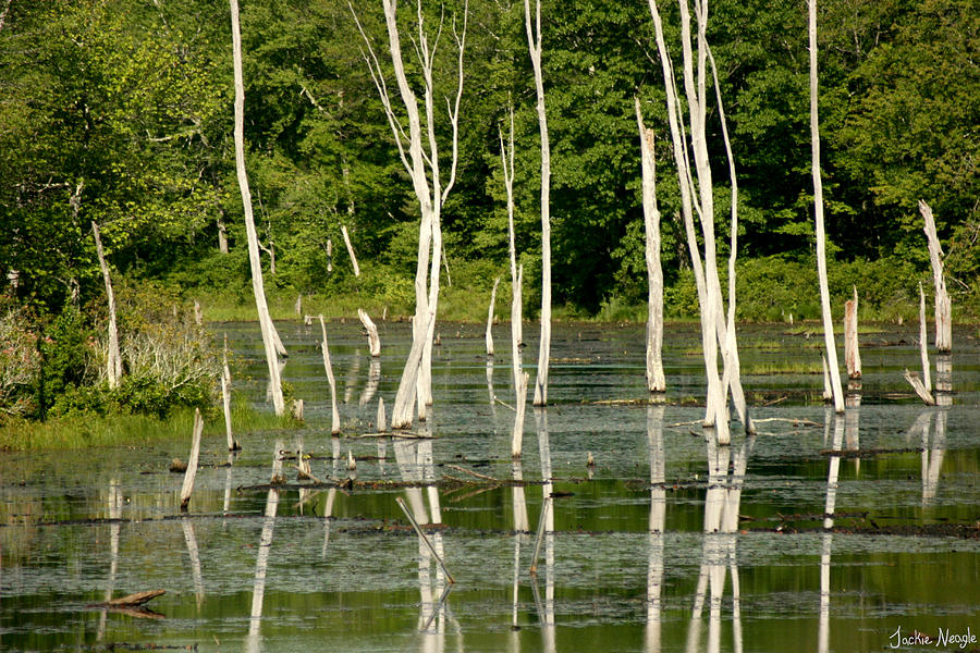 White Woods Photograph by Jackie Neagle - Pixels