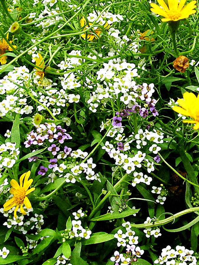 White Yellow and Lavender Flowers Photograph by Susan Savad