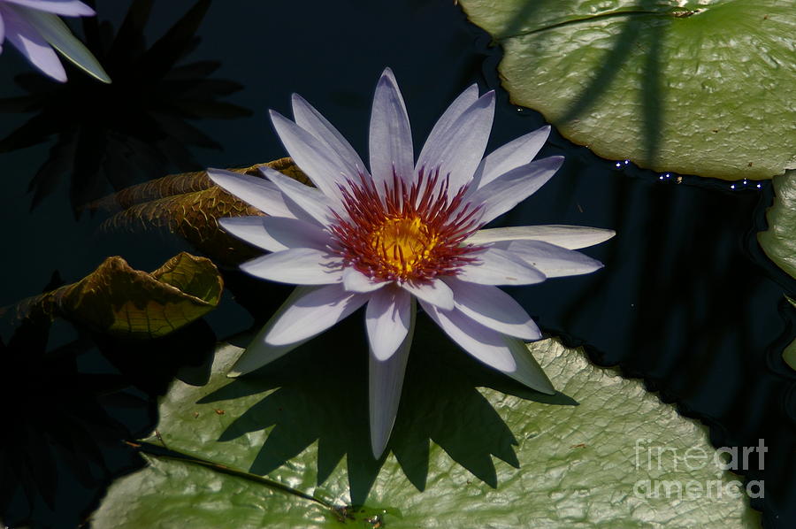 White, Yellow and Red Lotus Waterlily Photograph by Jackie Irwin