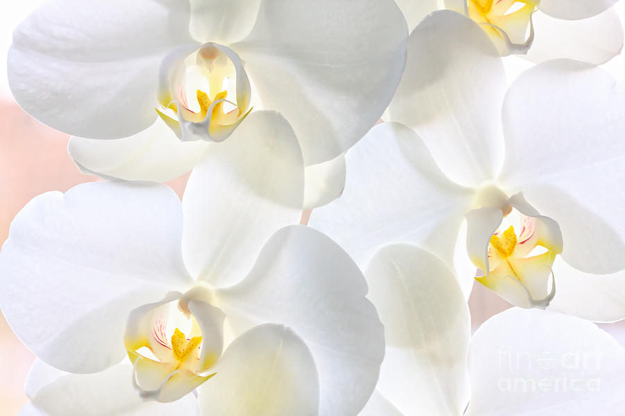 White yellow orchids blossom Photograph by Jan Brons - Fine Art America