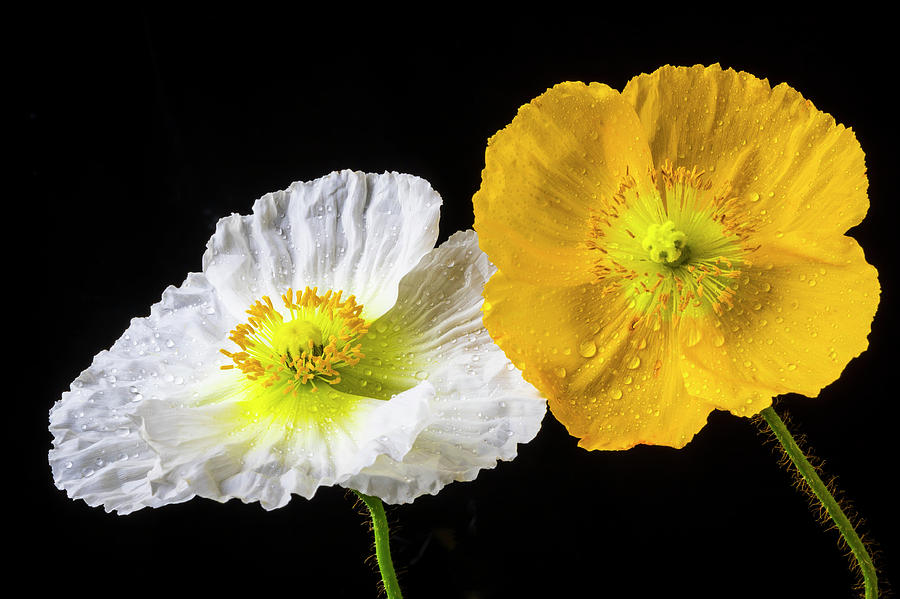 White Yellow Poppy Photograph by Garry Gay
