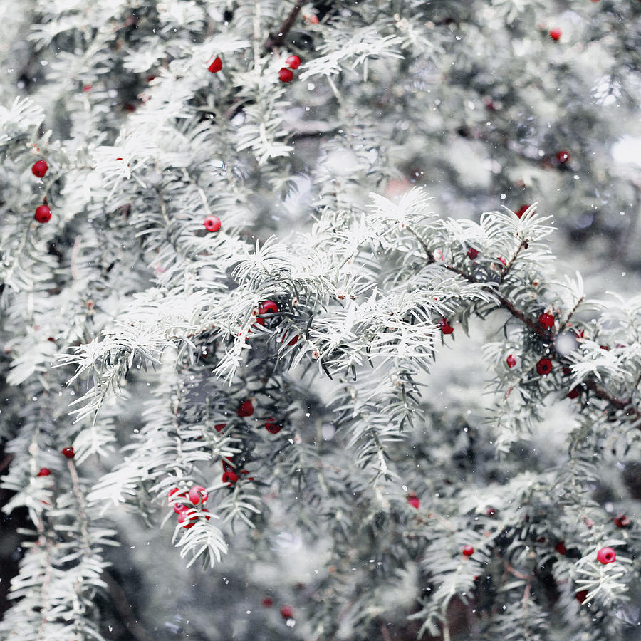 White yew Photograph by Helga Novelli