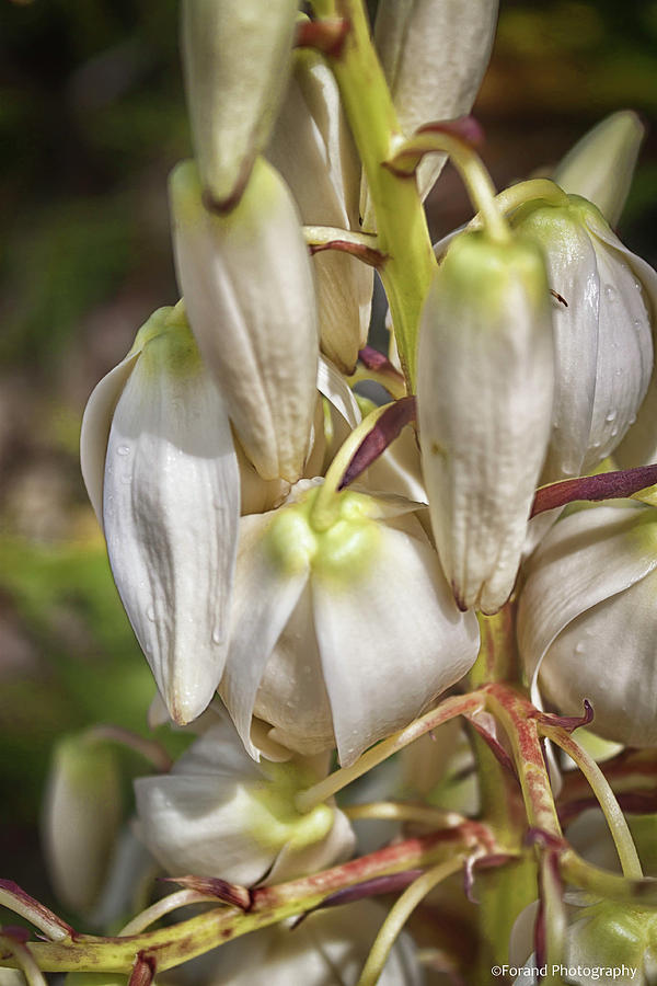 White Yucca Flowers Photograph by Debra Forand