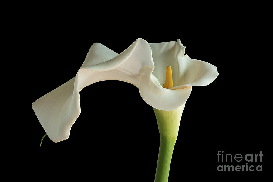 White Zantedeschia Lily Photograph by Ann Garrett