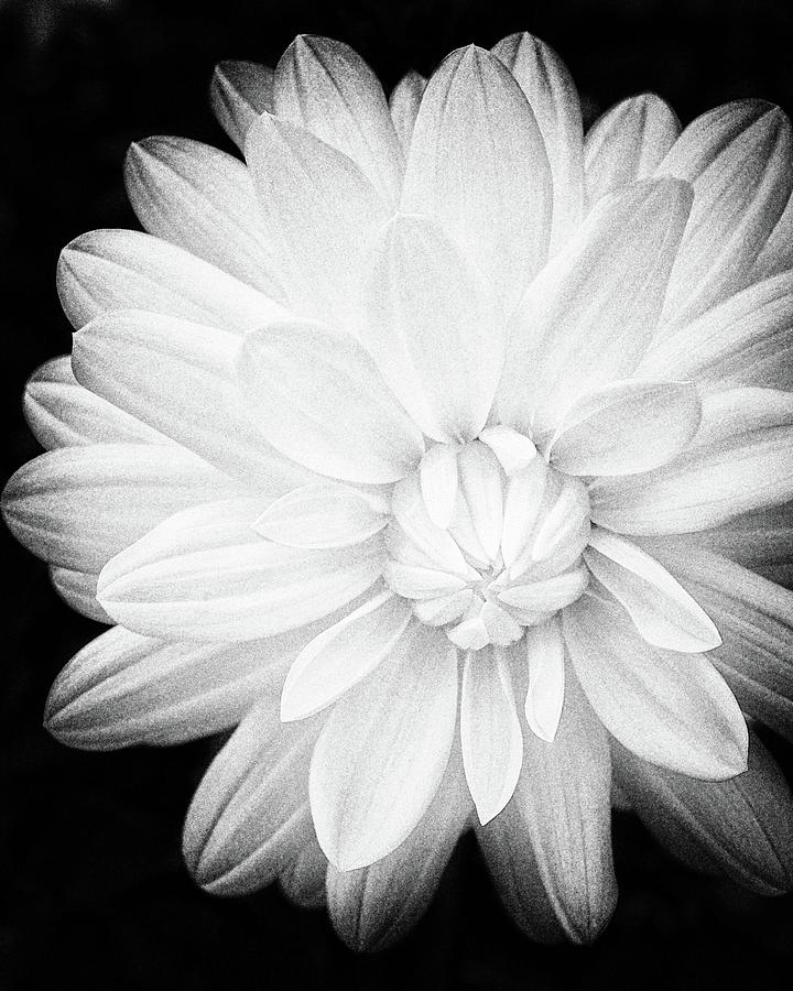 White Zinnia Pinhole Photograph by Tom Reynen