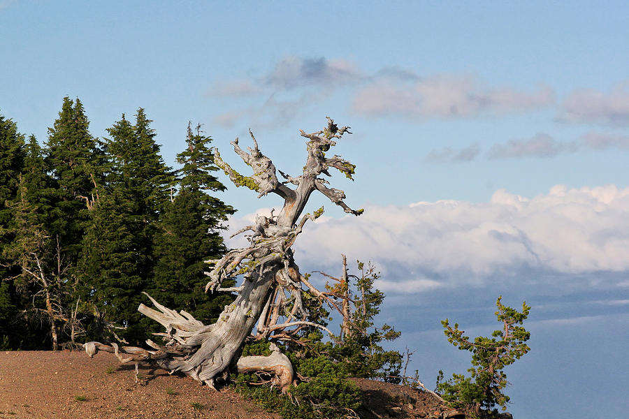 Whitebark Pine at Crater Lakes rim - Oregon Photograph by Alexandra Till