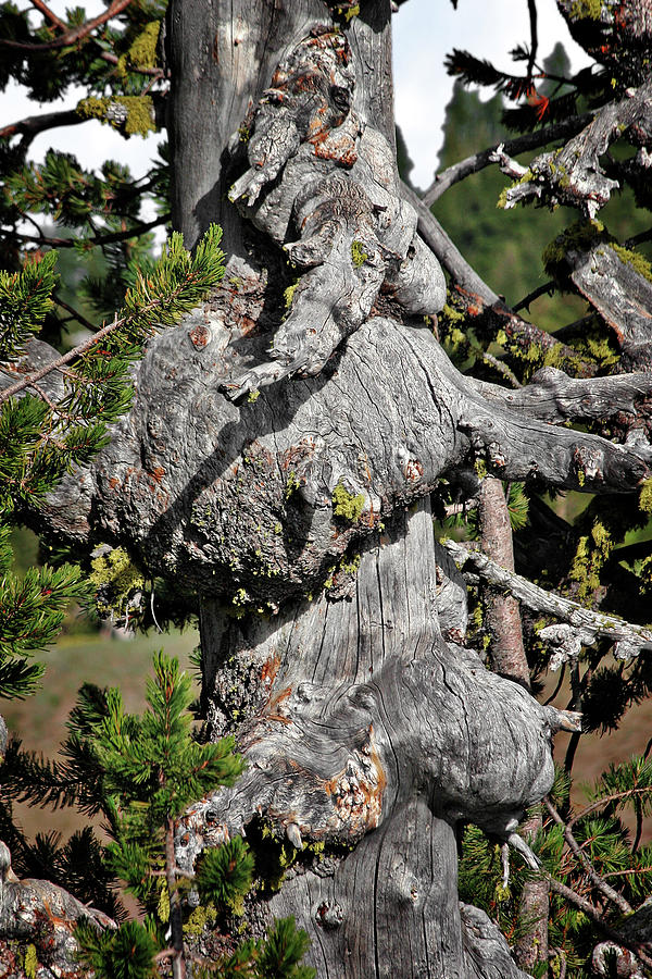 Crater Lake National Park Photograph - Whitebark Pine Tree - Iconic Endangered Keystone Species by Alexandra Till