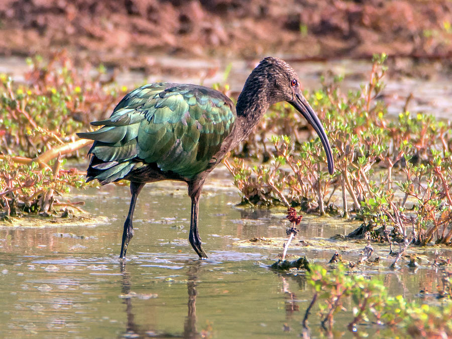 Whited-faced Ibis Photograph by Tam Ryan