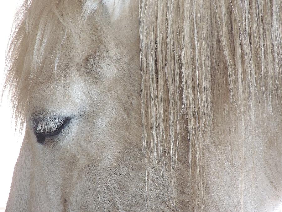 Horse Photograph - Whiteeyes by Todd Sherlock