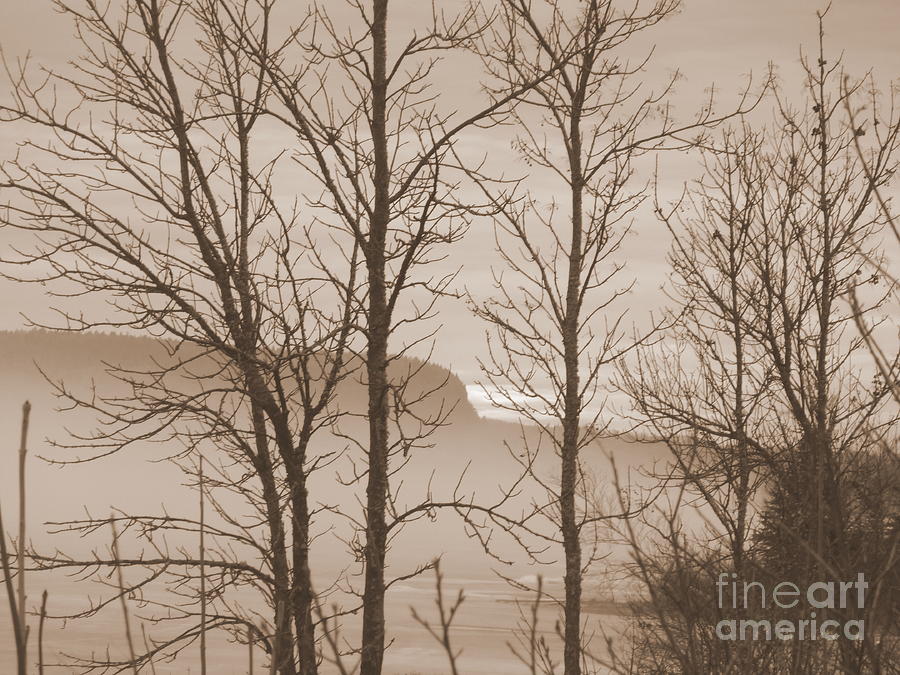 Whitefish Lake Through The Trees Photograph by Wild Rose Studio