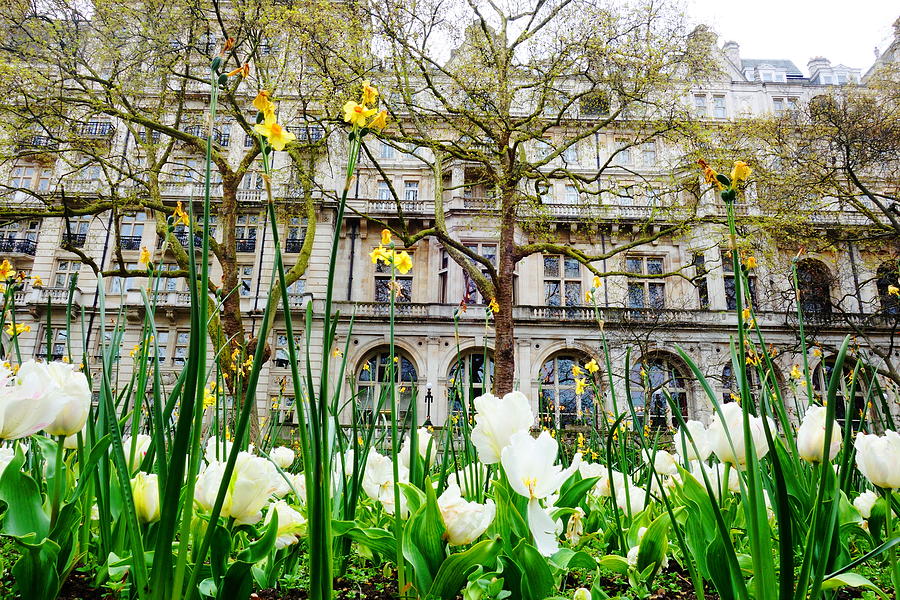 Whitehall Gardens Photograph by Adrian Cuevas - Fine Art America