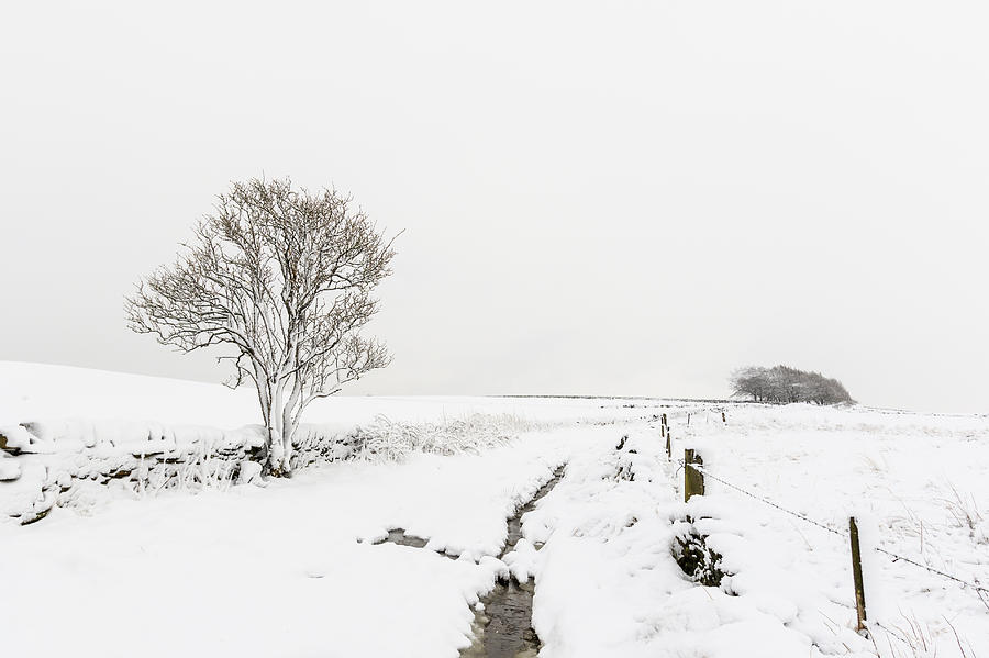 Whiteout Photograph by Chris Smith