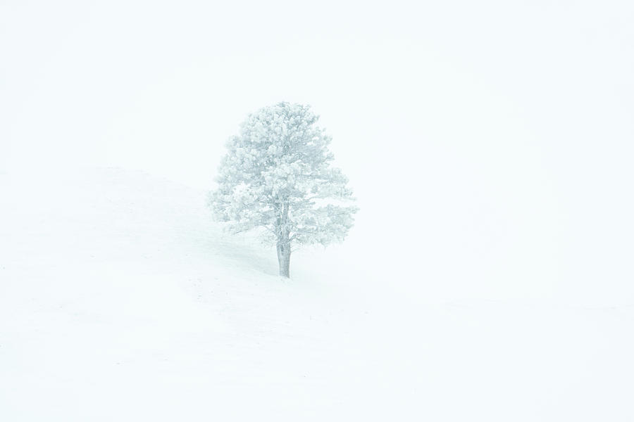 Whiteout Photograph by Fiskr Larsen