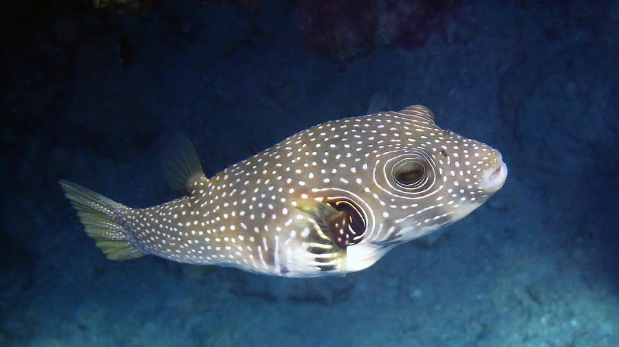Whitespotted Pufferfish Closeup Photograph by Johanna Hurmerinta