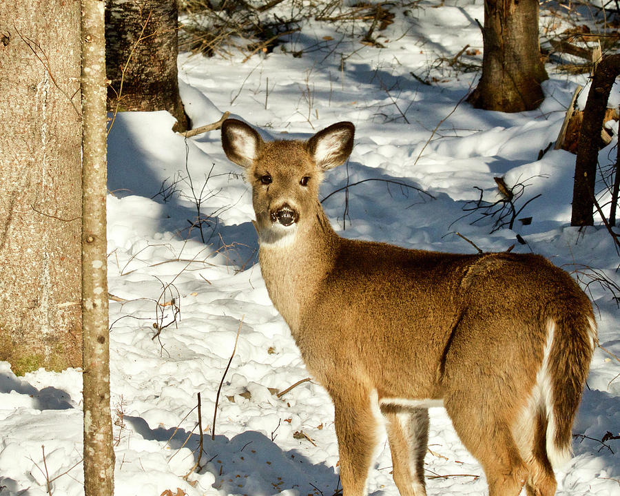 Whitetail 1031 Photograph by Michael Peychich