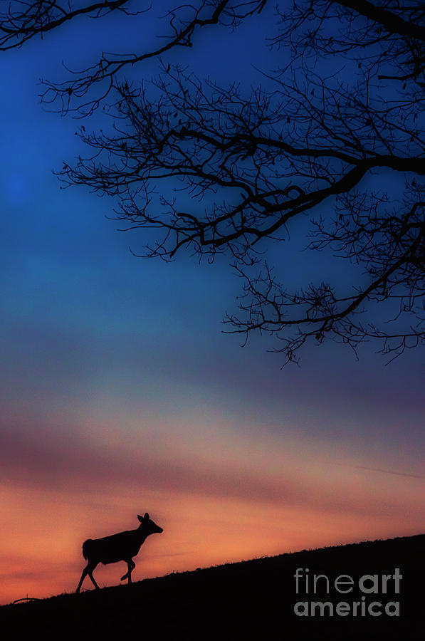 Whitetail at Dawn Photograph by Thomas R Fletcher