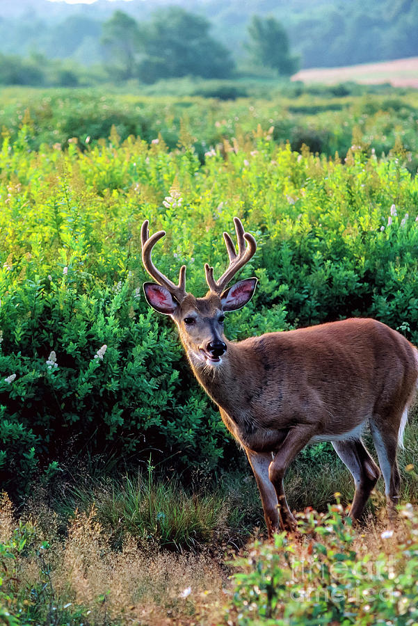 Whitetail Buck after a Run Photograph by Thomas R Fletcher