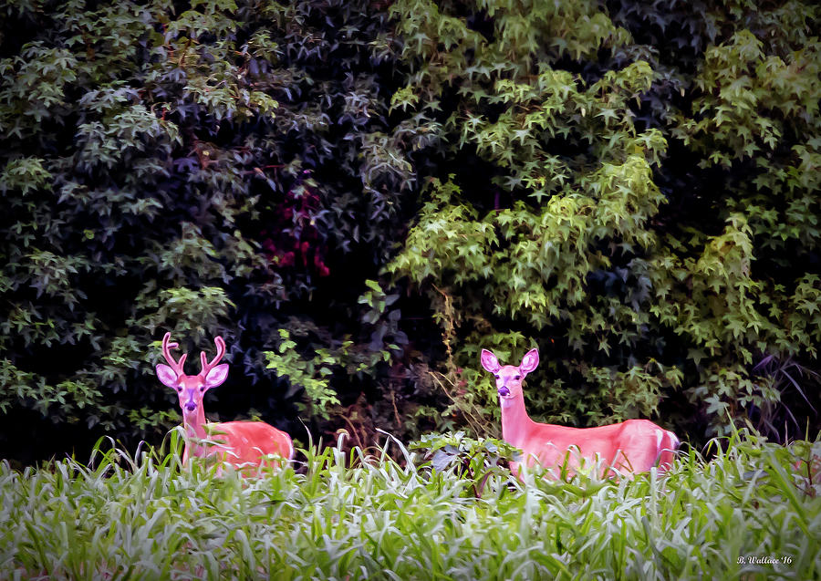 Whitetail Buck and Doe Photograph by Brian Wallace