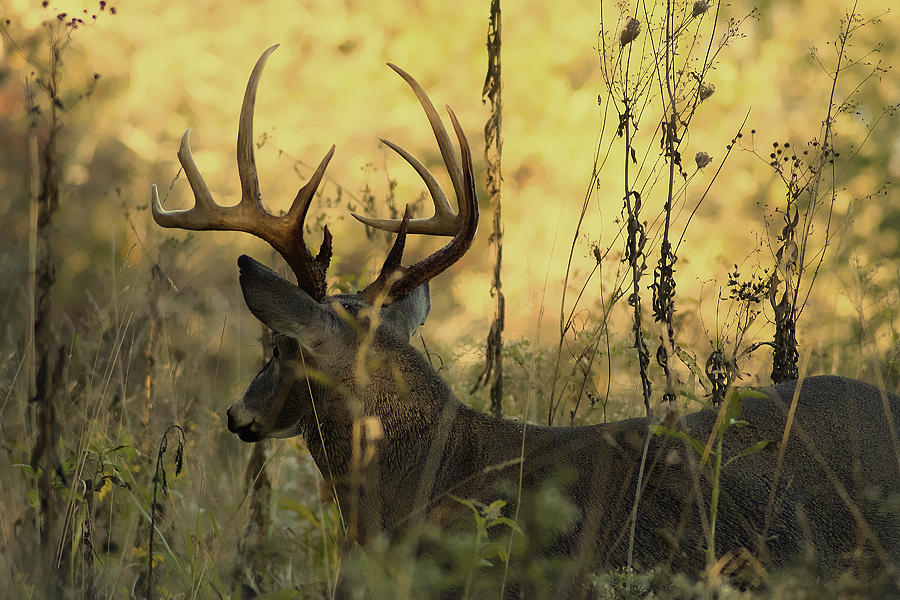 Whitetail Buck at Sunrise Photograph by TnBackroadsPhotos