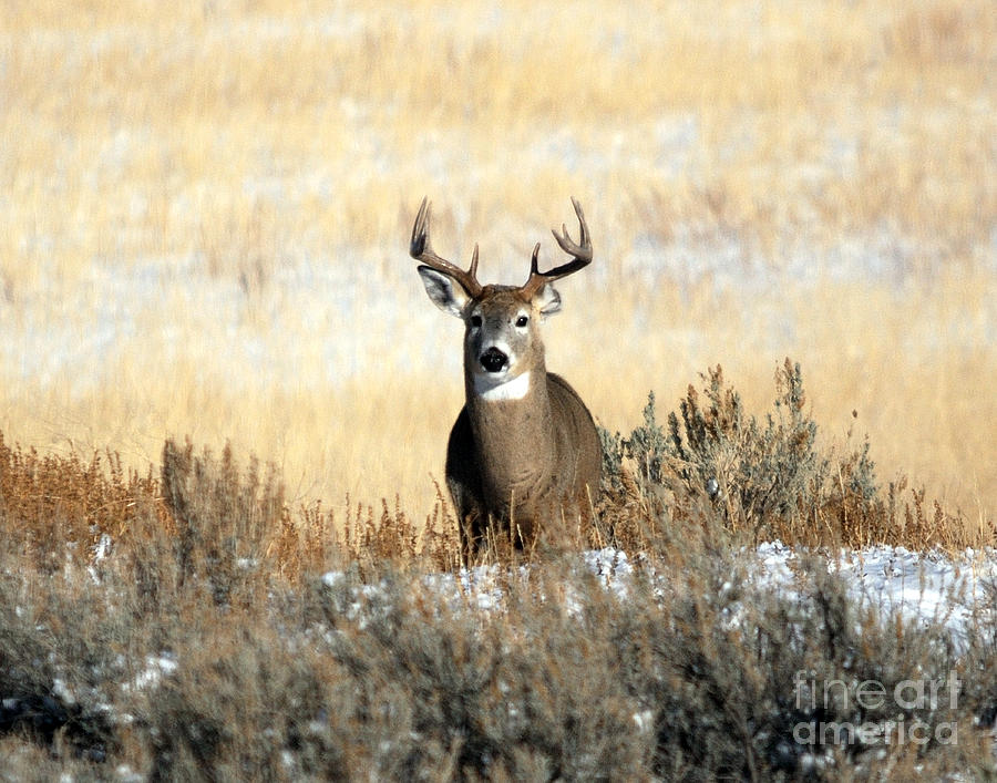 Deer Photograph - Whitetail Buck by Brad Christensen