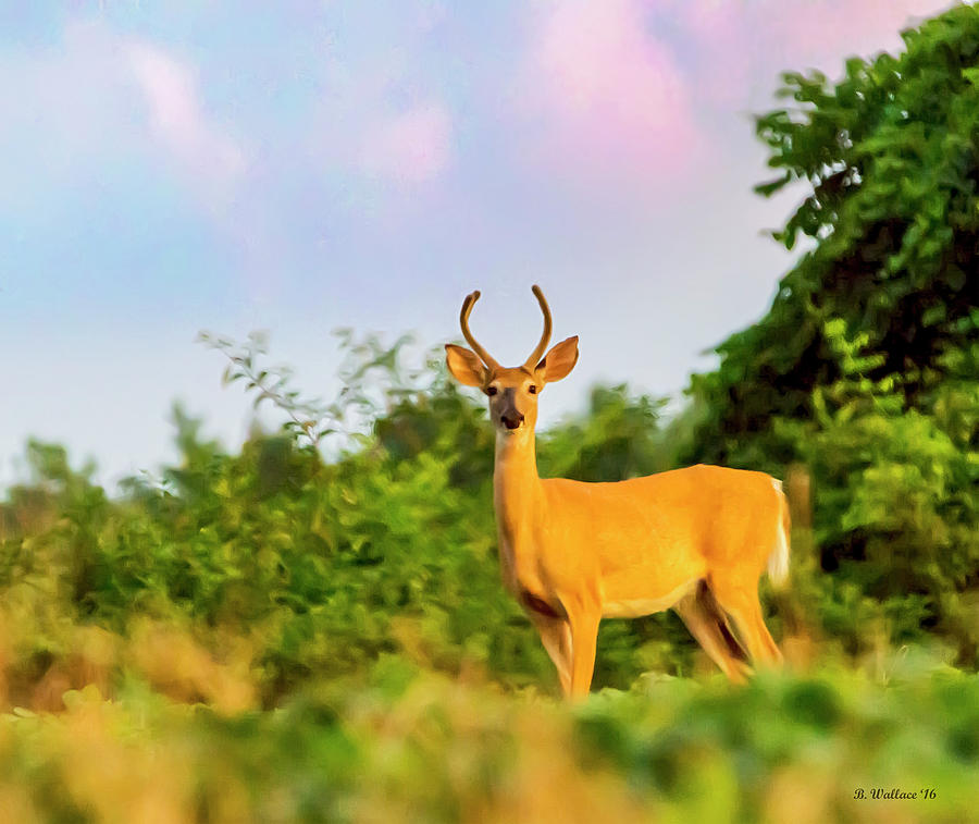 Whitetail Buck Photograph by Brian Wallace