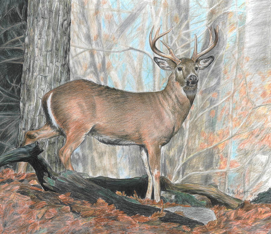 Whitetail Buck Drawing by Carla Kurt