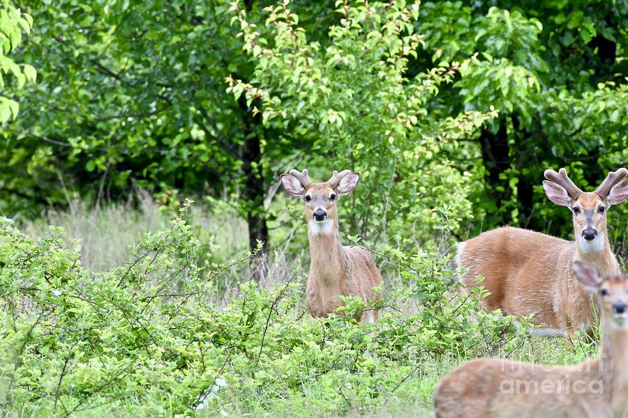 Whitetail Buck Deer Photograph