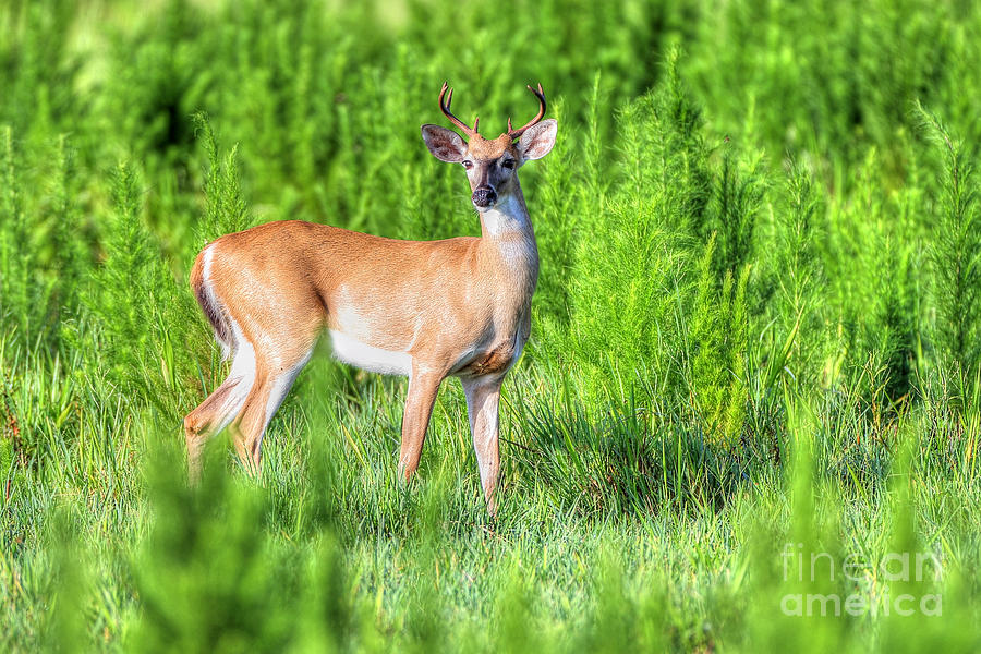 Deer Photograph - Whitetail Buck by Rick Mann