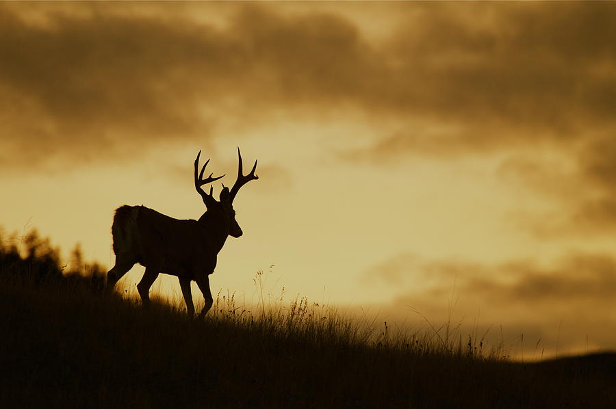 Deer Photograph - Whitetail Buck Ridgetop Silhouette by Tom Reichner
