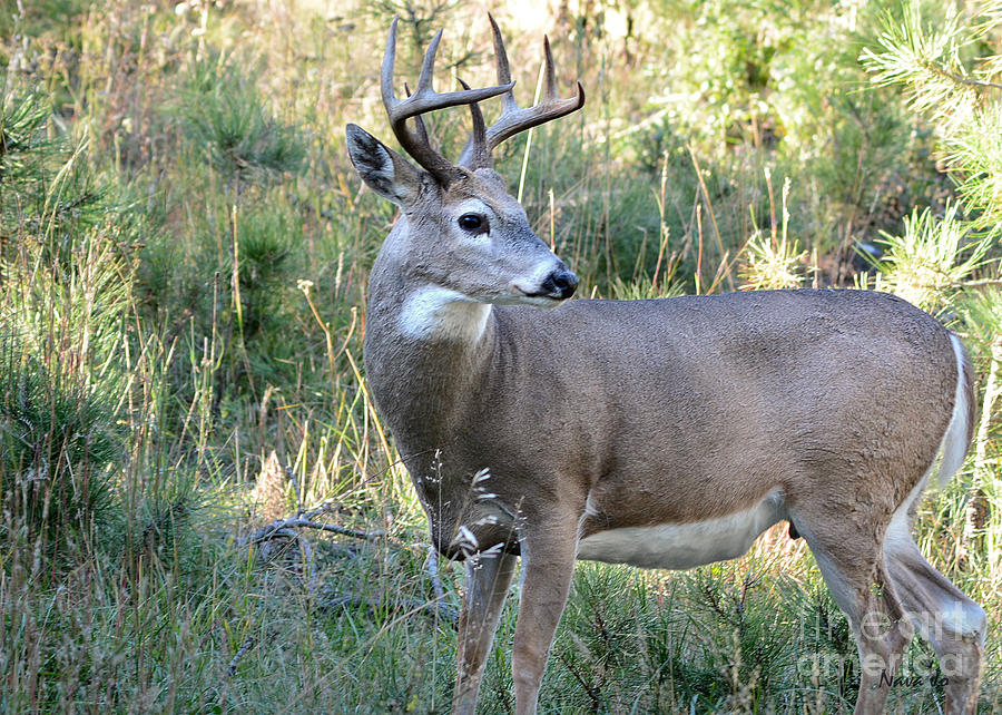Whitetail Buck South Dakota Photograph by Nava Thompson